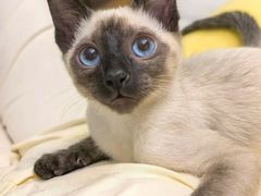 -欣宠猫屋·矮脚拿破仑·蓝金金渐层