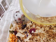 -钓仓鼠(洋桥北里小区店)