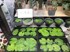 -秦美花卉(天朗·莱茵小城2期店)