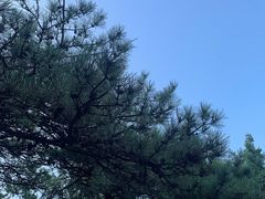 -北京鹫峰国家森林公园