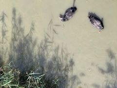 -北京麋鹿生态实验中心