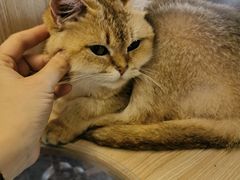 -猫小院猫主题餐厅(南锣旗舰店)