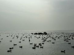 -深圳湾公园(南山区)