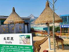 -西霞口神雕山野生动物世界