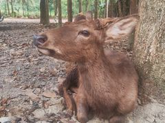 -海南热带野生动植物园