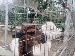 -迪茵湖田家舍生态农场