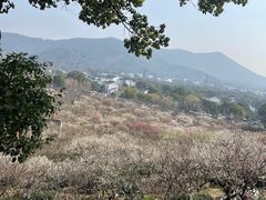 -香雪海