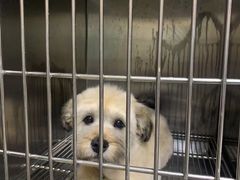 -安安宠医·安宠宠物医院