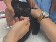 -宠颐生宠物医院·心肾内科·猫专科诊疗中心宠巢店