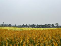 -白鹭湾湿地公园