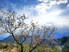 -大岭沟猕猴桃谷风景区