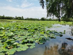 -呈贡滇池生态湿地公园