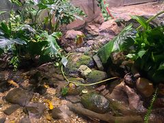 -正佳雨林生态植物园