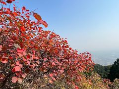 -北京西山国家森林公园