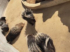 -石家庄市动物园