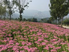 -紫云台香草园