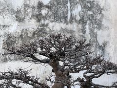 -留园