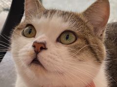 -喵屿·大理花园猫咖