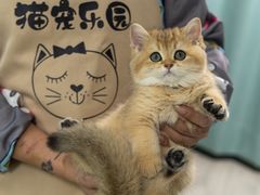 -猫宠乐园·专业洗护
