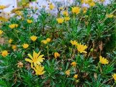 -前小桔亲子创意农场·草莓采摘·露营烧烤