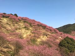 -新建村梅花