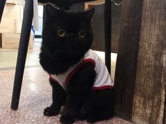 店里的宠物猫-怪兽咖啡 Monster Cafe
