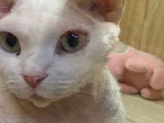 -屋虎猫馆(宝安大仟里店)