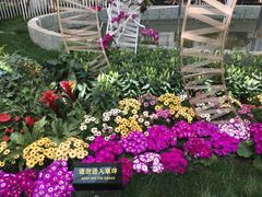 -上海鲜花港