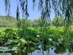 -国家植物园