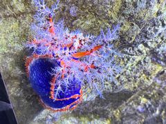 -悉尼海洋生物水族馆