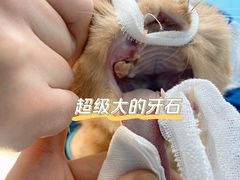-瑞派·爱瑞可动物医院·口腔专科(广华新城分院)