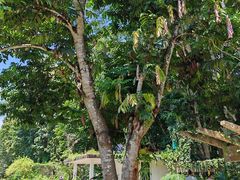 -中国科学院西双版纳热带植物园