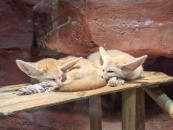 -Zoolung Zoolung动物主题公园(海信广场店)