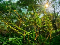 -梧桐山风景名胜区