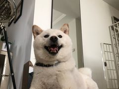 -佩兹宠物医院肿瘤专科·眼科·牙科(黄浦店)