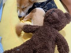 -逗柴咖啡屋·狗咖猫咖宠物桌游