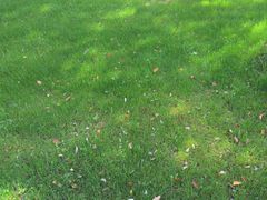 -大宁郁金香公园-停车场