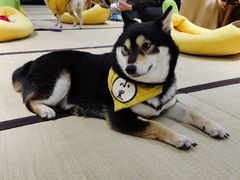 -逗柴咖啡屋·狗咖猫咖宠物桌游