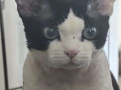 -瑞鹏宠物医院·骨科·猫科·内科(第一中心)