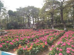 -松山湖南湖湾露营营地