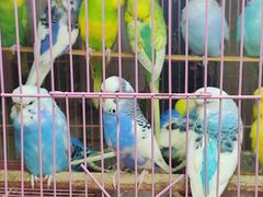 -溪岸路花鸟市场