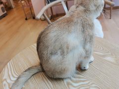 -猫咪派对(江南西店)