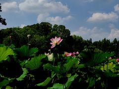 -尚湖风景区