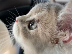 -东方名猫馆·英短金渐层布偶猫舍(环线广场1号楼店)