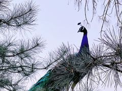 -北京麋鹿生态实验中心