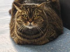 -伟伟宠物医院·瑞派猫友好医院·猫科(光谷店)