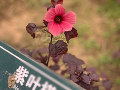 -广西壮族自治区药用植物园