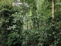 -火炉山森林公园