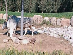 -北京野生动物园