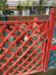 -萌宠亲子动物乐园(槐房万达店)